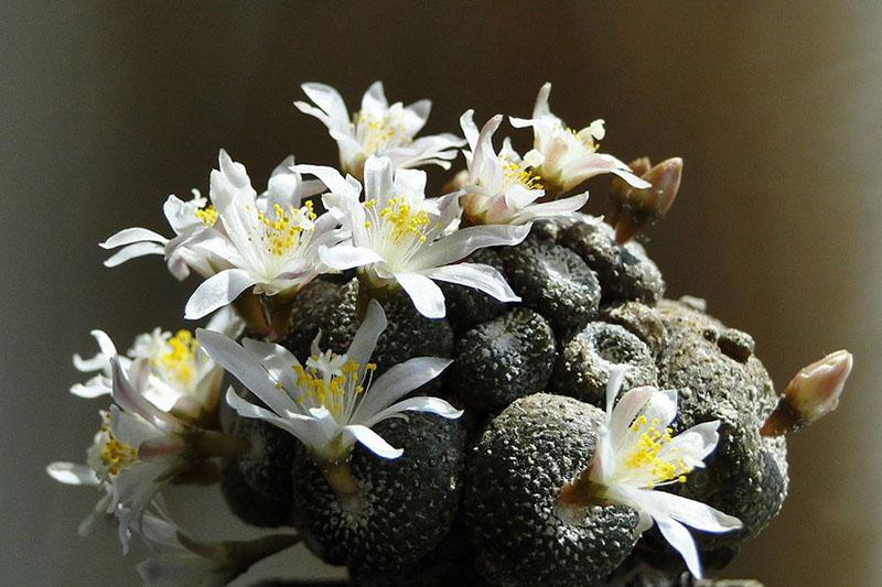 Blossfeldia trpaslík (Blossfeldia Liliputana)