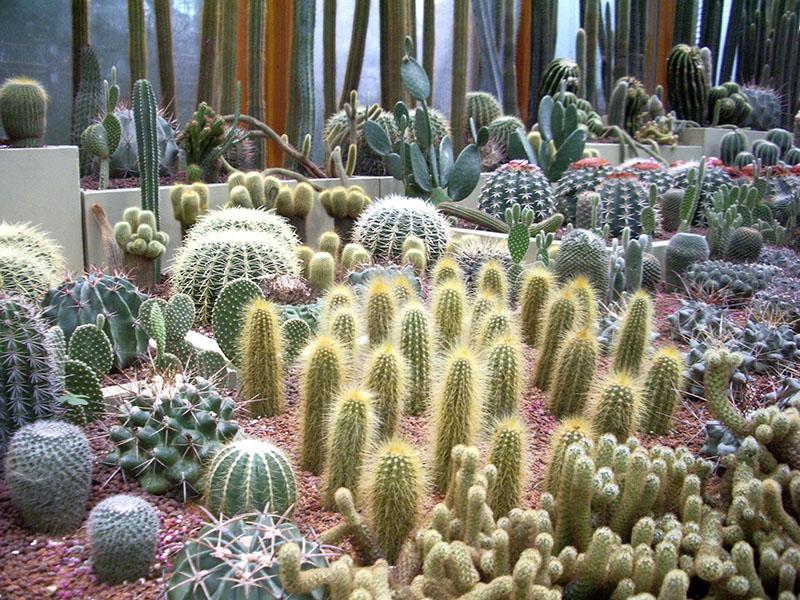druhy kaktusů