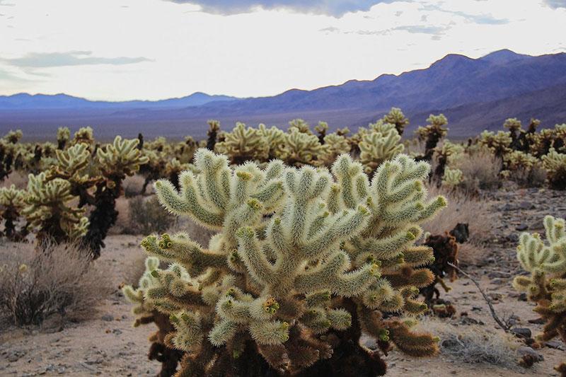 druhy pouštních kaktusů