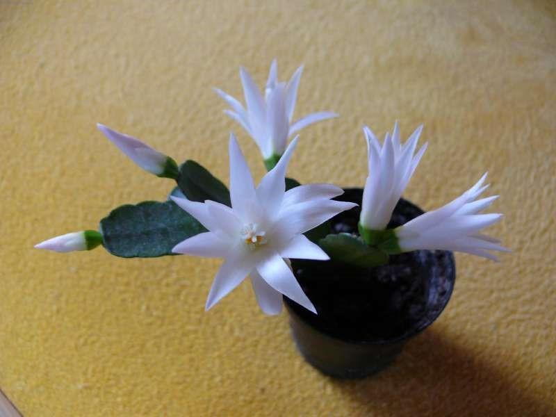 ripsalidopsis