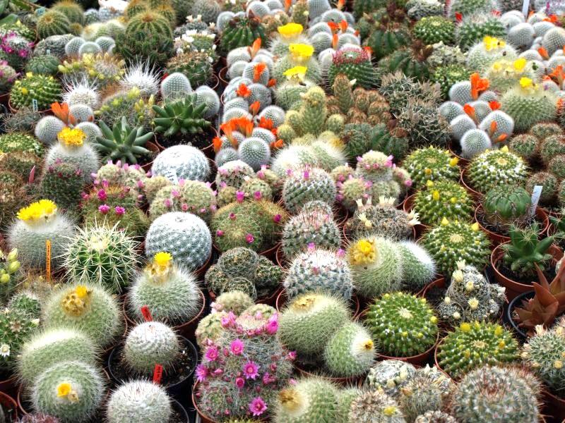 druhy kaktusů rozšířené v Evropě