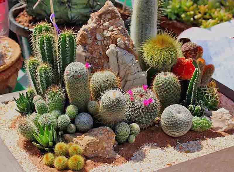 různé druhy kaktusů