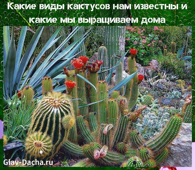 druhy kaktusů