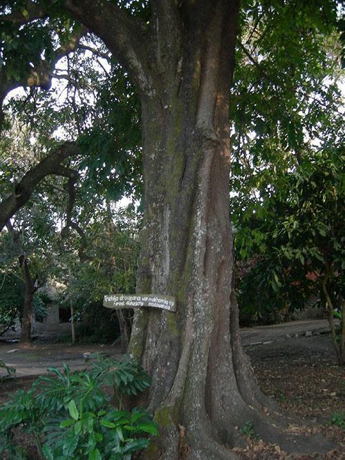 einzigartiger Baum