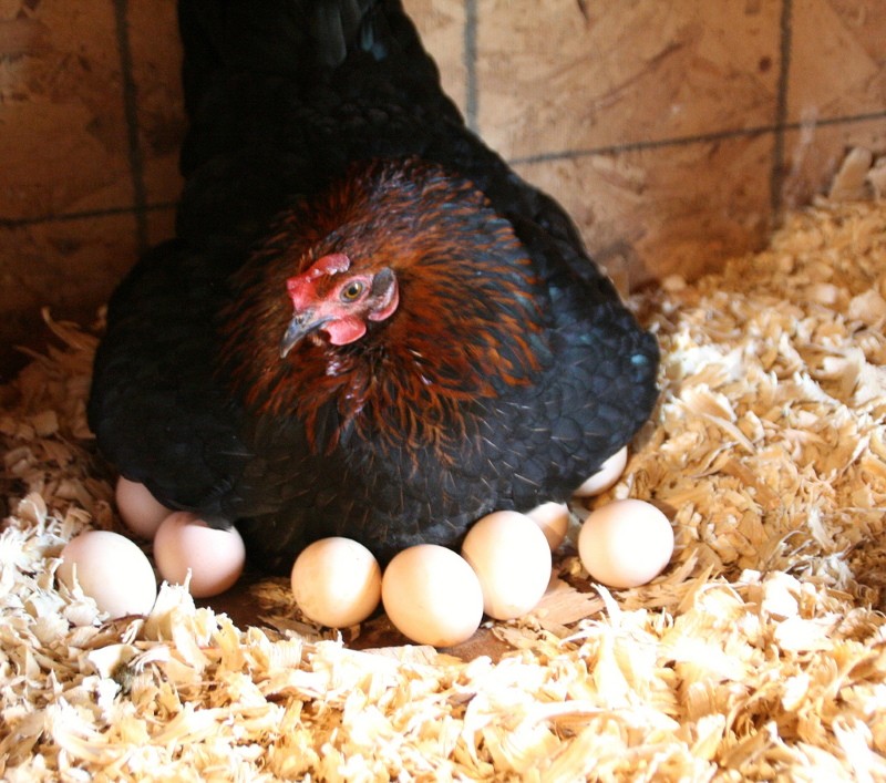ما البيض لوضعه تحت الدجاجة