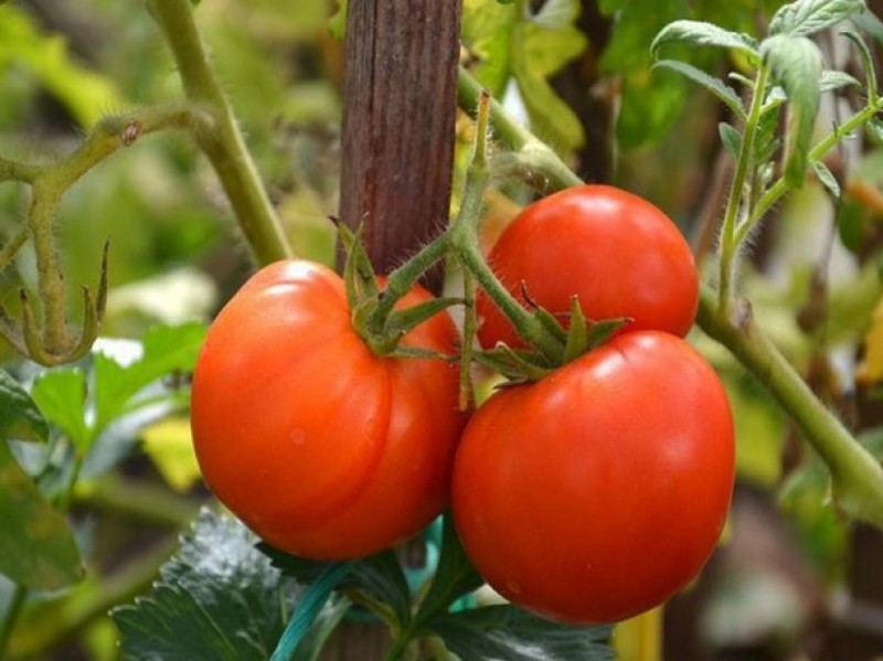 طماطم المزرعة الجماعية