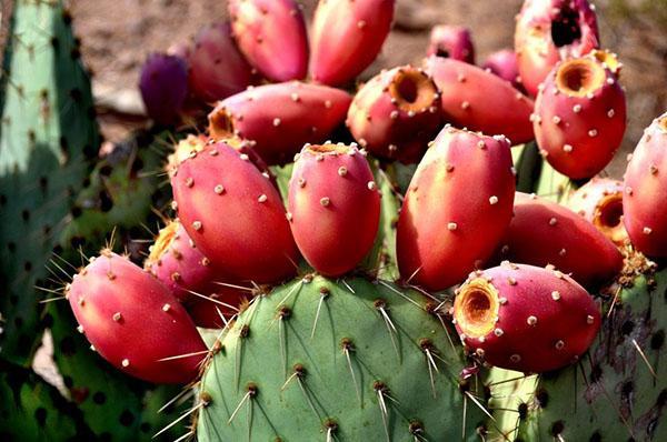 Kaktusfeigenkaktusfrucht