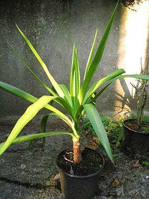 Eine junge Pflanze aus einem apikalen Schnitt