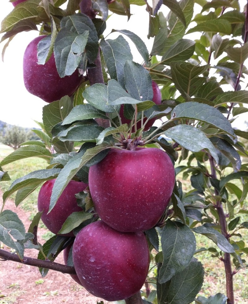 Vorteile von Äpfeln rot lecker