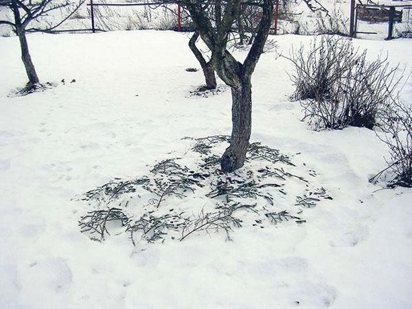 erster Schnee im Garten