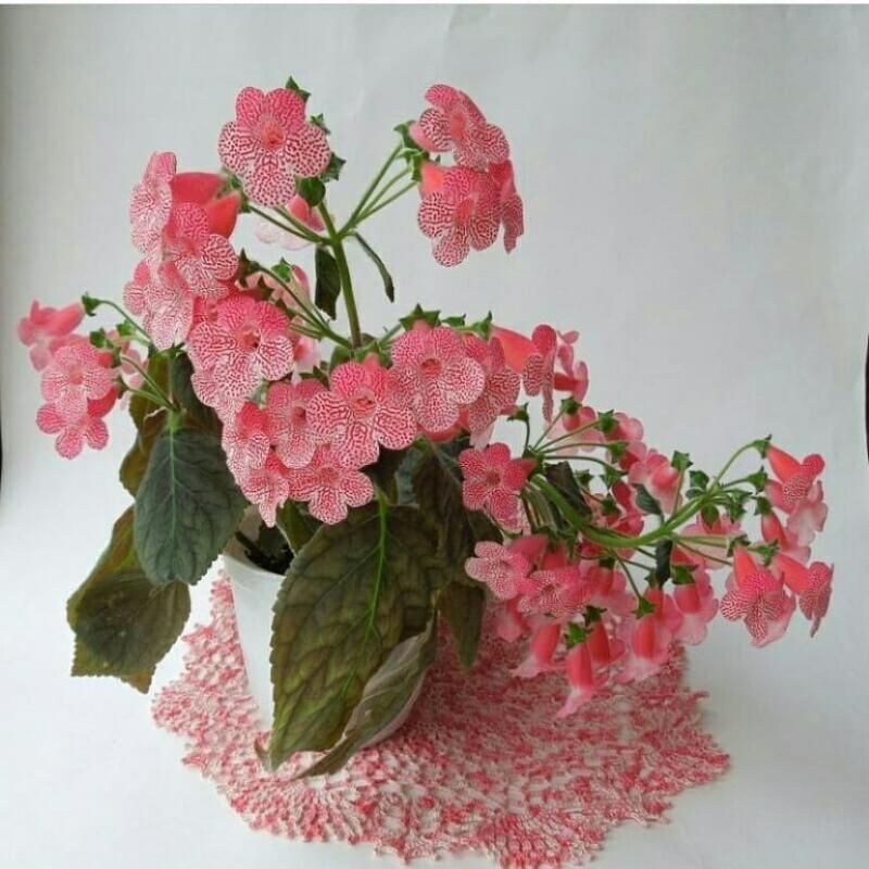 kaleria rosa