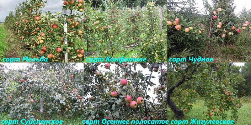 أشجار التفاح القزم