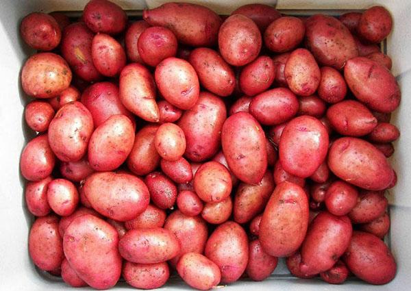 زرع البطاطس للإنبات