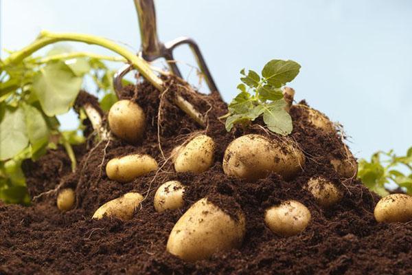 kopání brambor