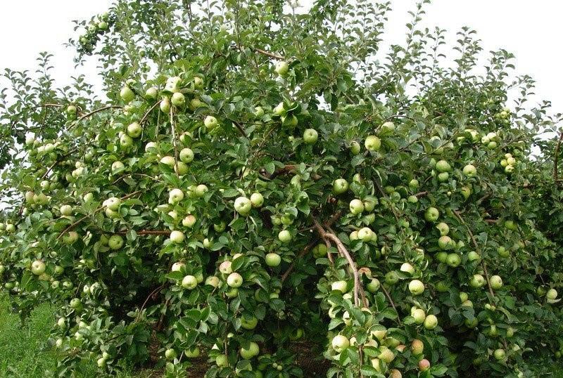 تاج أصناف شجرة التفاح Bogatyr