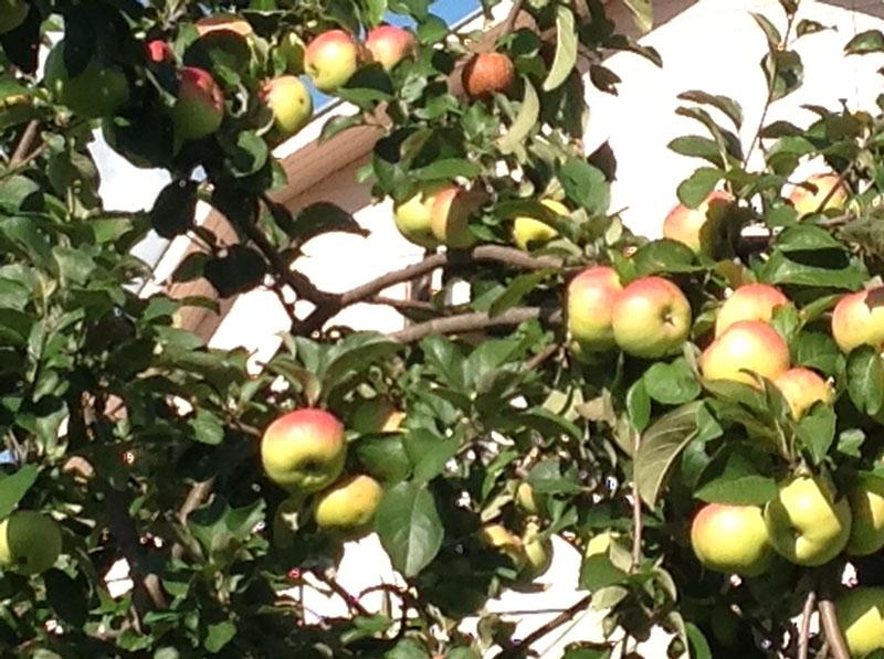 تنضج ثمار شجرة التفاح Bogatyr