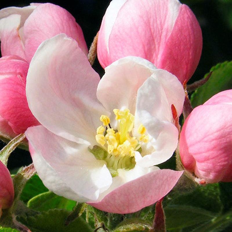 květ jabloně