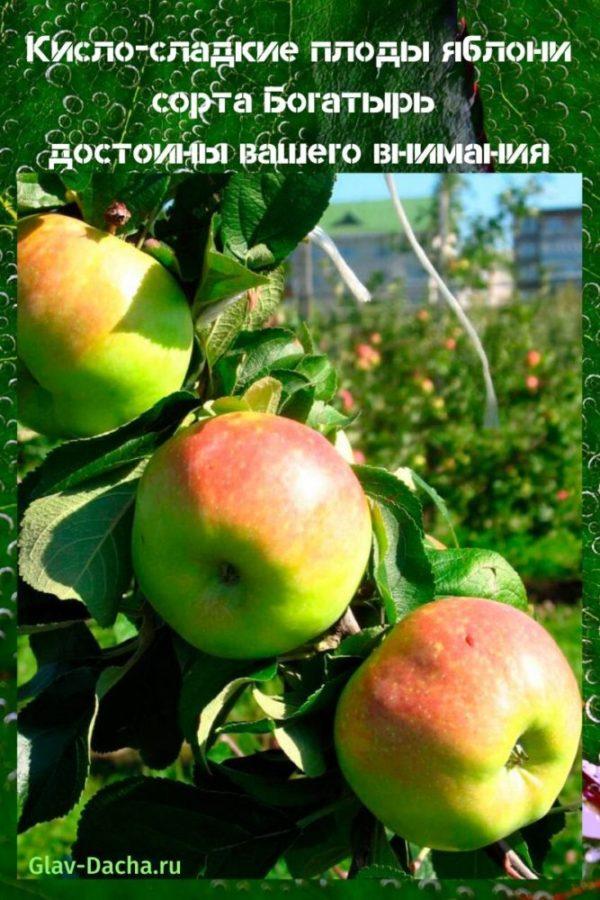 odrůdy jabloní Bogatyr