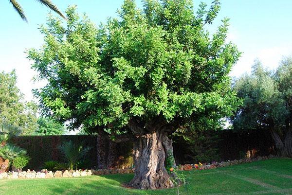 großer Johannisbrotbaum