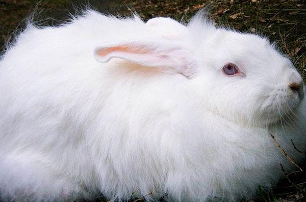 Weißes flaumiges Kaninchen