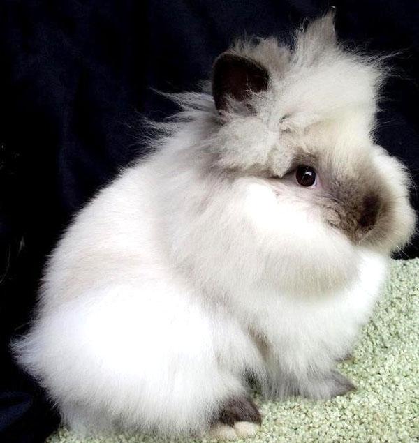 Dekorativní králík s dlouhými vlasy
