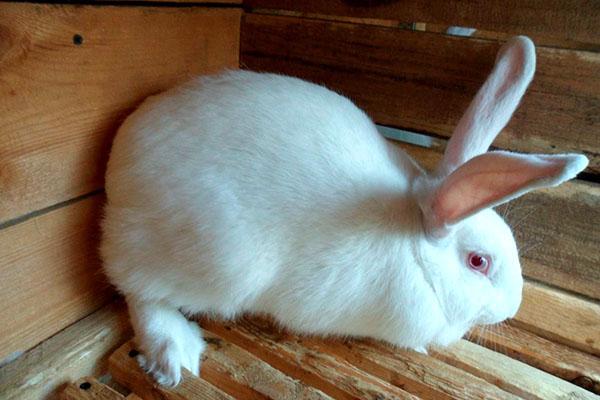 Kaninchen weißer Riese