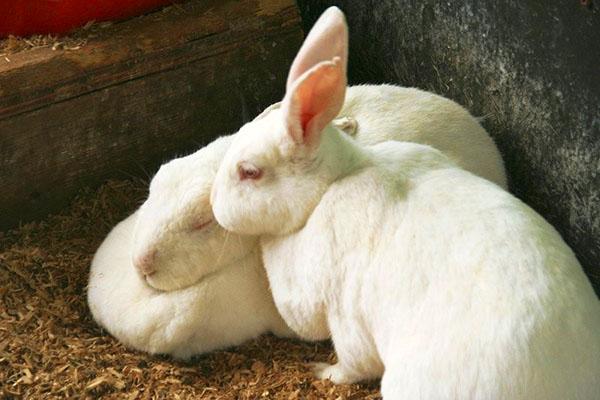 Weißes neuseeländisches Kaninchen