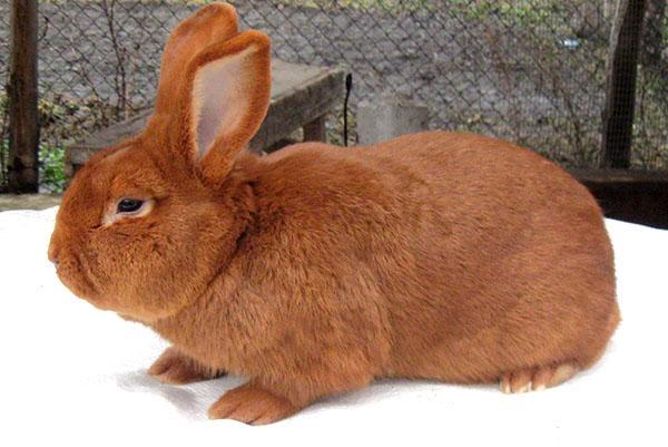 Rotes neuseeländisches Kaninchen