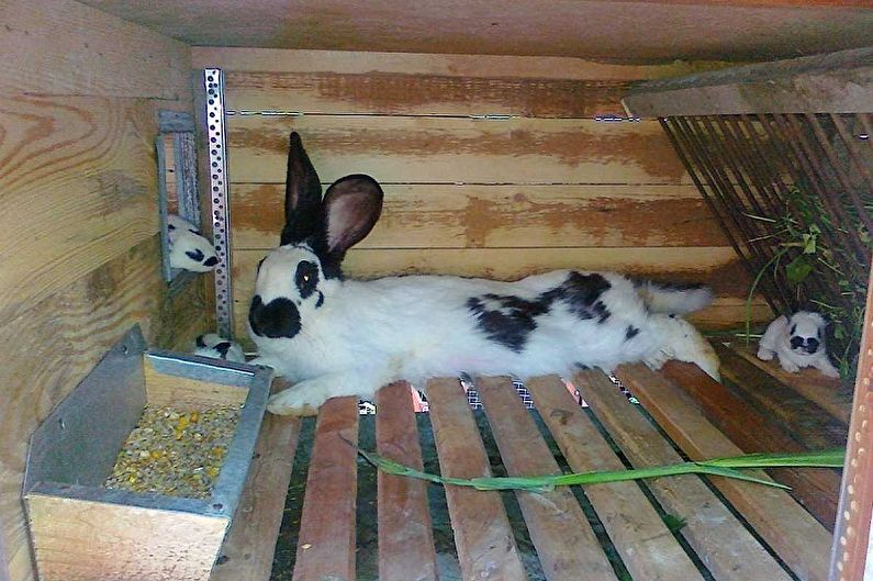 כלובי ארנבים DIY - צילום