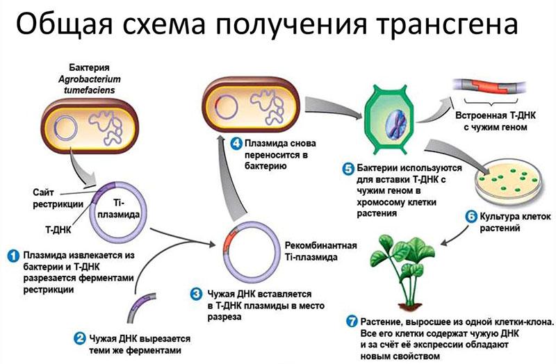 schéma produkce transgenu