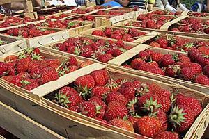 Erdbeeren vor dem Versand