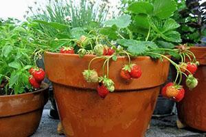 Erdbeeren in Töpfen