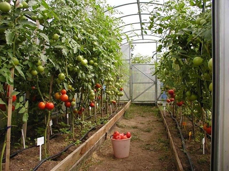 Tomaten im Gewächshaus anbauen