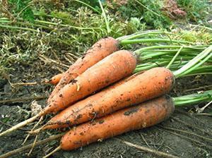 Karotten aus Sibirien