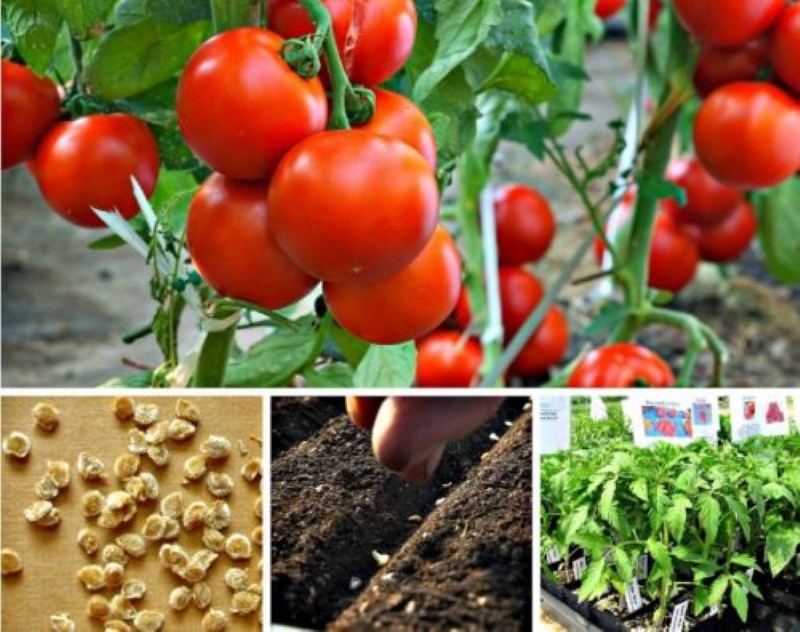 wann man Tomaten für Setzlinge säen sollte, wenn man in einem Gewächshaus wächst