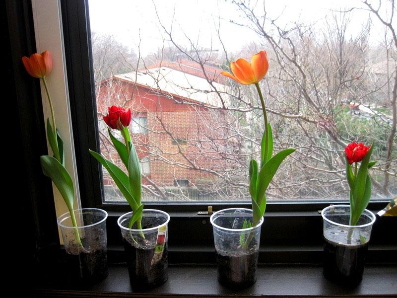 Tulpen blühen am 8. März