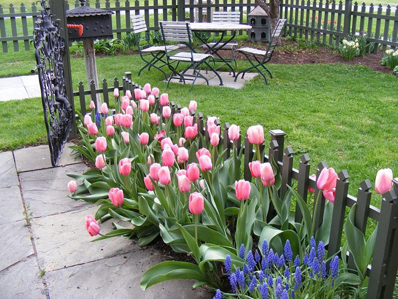 Pflanzplatz für Tulpen