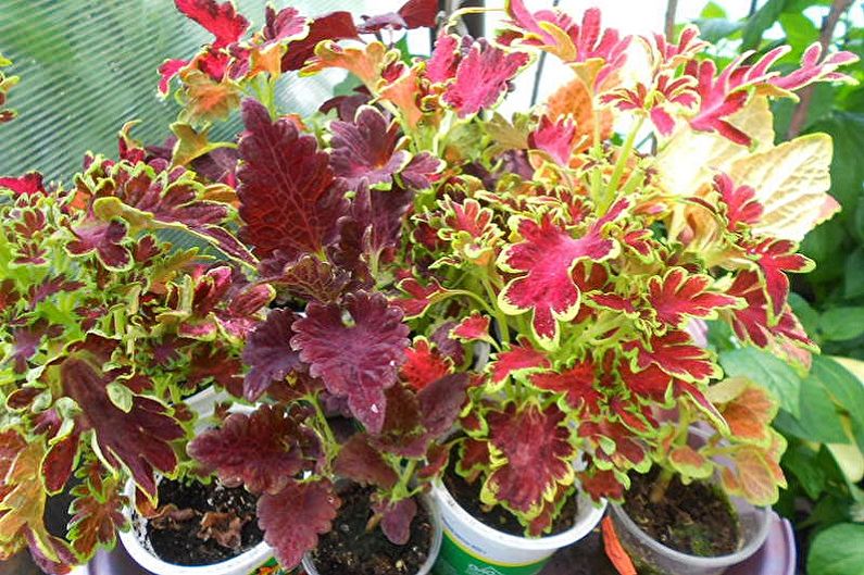 Coleus Butterfly