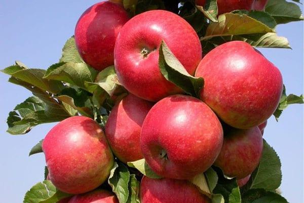 sloupcovitá odrůda jablek Vazhak