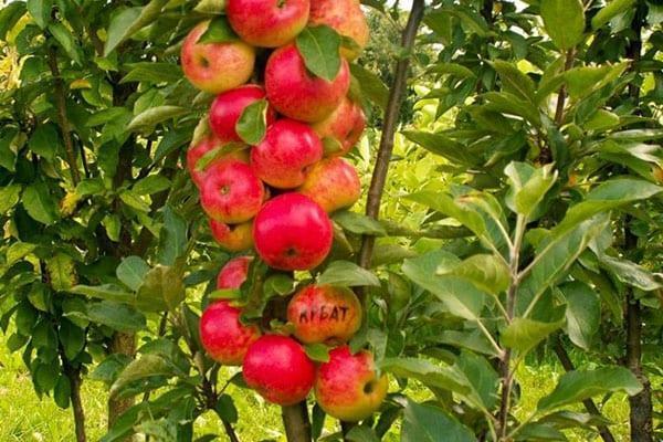 sloupcovité jablko odrůdy Arbat