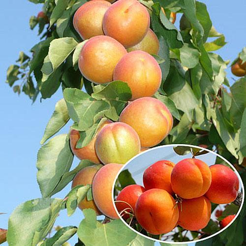 säulenförmiger Aprikosenstern