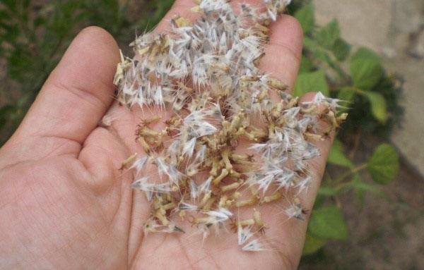 Gaillardia-Samen zur Vermehrung