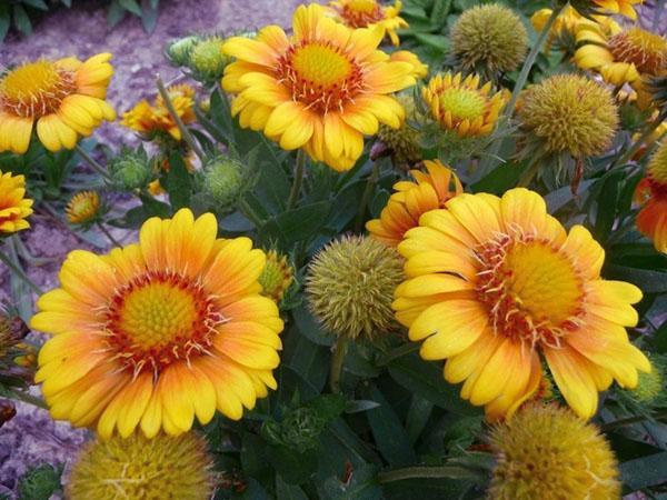 gelbe blumen gailardia arizona sun