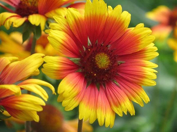 große Blüten von Gaillardia