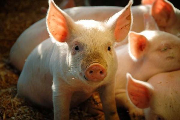 من الأيام الأولى ، يتم إعطاء الخنازير الصغيرة بادئ التغذية المركب