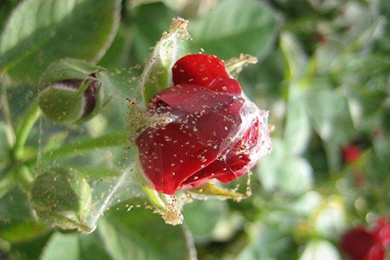 Róża domowa - zwalczanie szkodników i chorób