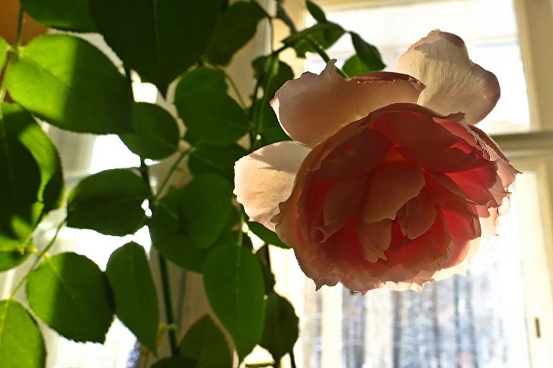 Róża do wnętrz - zdjęcie