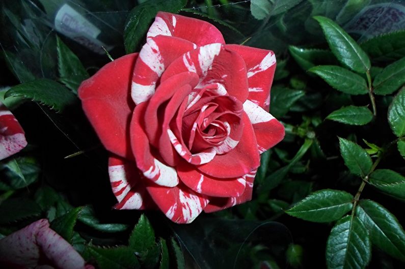 Róża do wnętrz - zdjęcie