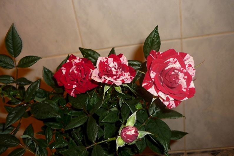 Εσωτερικό τριαντάφυλλο - φωτογραφία
