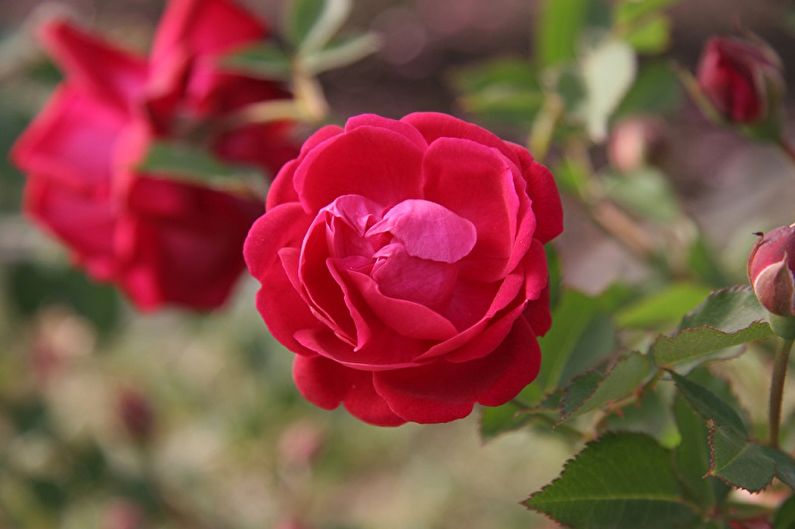 Bengalsk rose